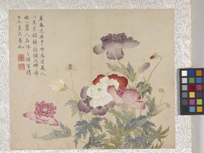 8 Leaf Album Of Flowers、1700年代中頃（紙にインク、彩色） 作： School Chinese
