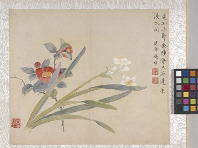 8 Leaf Album Of Flowers、1700年代中頃（紙にインク、彩色） 作： School Chinese