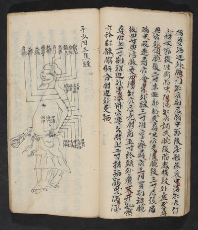 腕、首、頭の付け根にあるツボ。18世紀初頭、中国南部、紙に墨で描かれている。 作： School Chinese