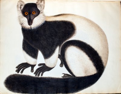 白と黒のエリマキキツネザル、「リーヴス・コレクションの動物たち」より、中国からのドローイング、1829-31年頃（水彩、ボディカラー、鉛筆、紙 作： School Chinese