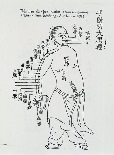 中国の鍼灸治療：大腸 作： School Chinese