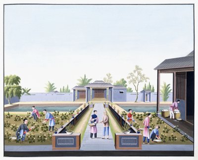 綿を選ぶ、c.1800（重いネイティブペーパーのガッシュの絵） 作： School Chinese