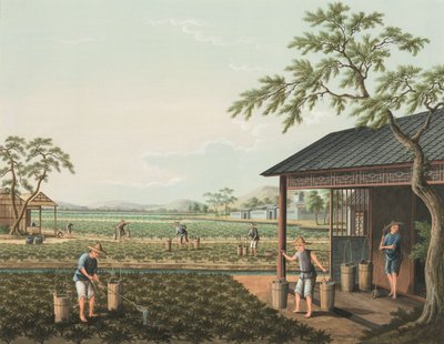 紅茶の製造風景、1820年頃（絹本、ボディカラー、金彩、紙） 作： School Chinese