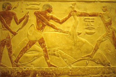 古代エジプト、壁面彫刻／絵画、サッカラ、イドゥートのマスタバ／墓、紀元前2323～2150年、犠牲のために屠殺された雄牛（写真） 作： School Egyptian