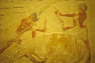 古代エジプト、壁面彫刻／絵画、サッカラ、イドゥートのマスタバ／墓、紀元前2323～2150年、犠牲のために屠殺された雄牛（写真） 作： School Egyptian