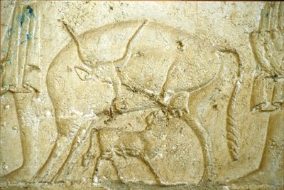 古代エジプト、壁の彫刻／絵画、ペトシリスの墓、ツナ・ガベル、ツナ・エル・ゲベル、紀元前300年、乳を飲もうとする子牛（写真） 作： School Egyptian