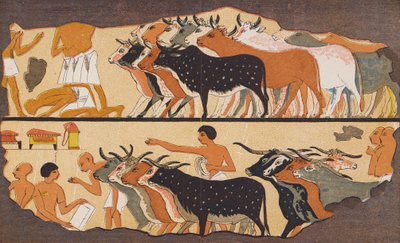 牛、古代エジプト（カラーリトグラフ） 作： School Egyptian