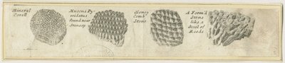 ドーブデール-ミネラルコーラル：銅版画、ND（?19世紀）（プリント 作： School English