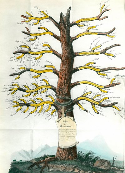 Dermatosis tree 皮膚科の医療掲示板で、あらゆる種類の皮膚疾患を枝に表示しています。パリアカデミー・オブ・メディスン 作： School French