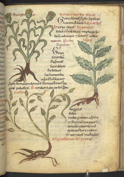 ハーレー 4986 f.23 ニンフィア; イサティス; クリシオン、「De medicaminibus herbarum liber (A herbal)」から Pseudo-Apuleius Platonicus, 作： School German