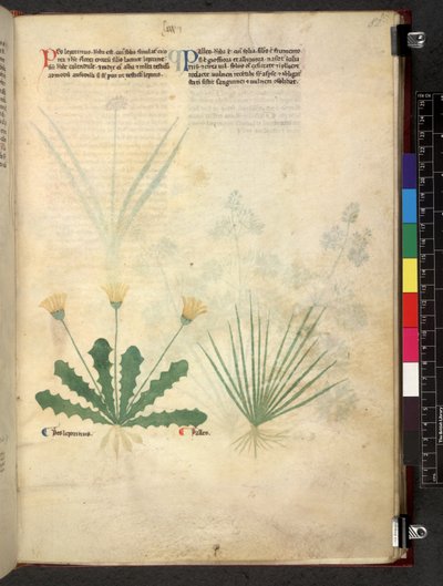Egerton 747 Tractatus de herbis (ハーブ) c.1280-1310 (ベラムにインクとカラー) 作： School Italian