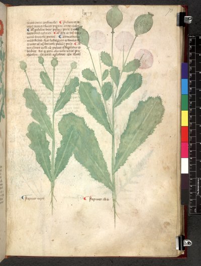 Egerton 747 Tractatus de herbis (ハーブ) c.1280-1310 (ベラムにインクとカラー) 作： School Italian