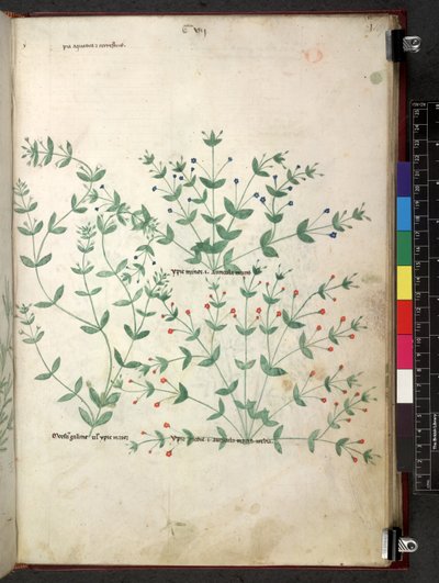 Egerton 747 Tractatus de herbis (ハーブ) c.1280-1310 (ベラムにインクとカラー) 作： School Italian