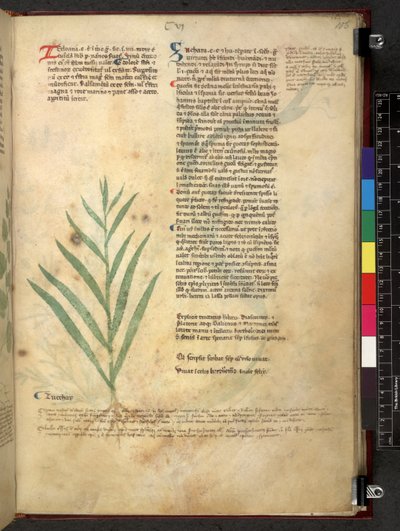 Egerton 747 Tractatus de herbis (ハーブ) c.1280-1310 (ベラムにインクとカラー) 作： School Italian