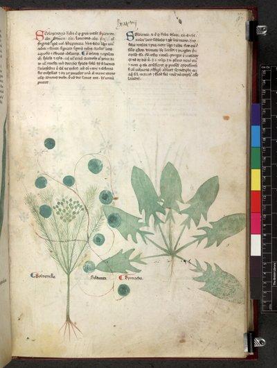 Egerton 747 Tractatus de herbis (ハーブ) c.1280-1310 (ベラムにインクとカラー) 作： School Italian