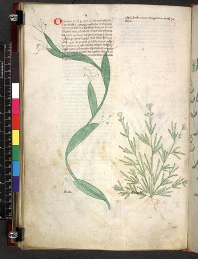 Egerton 747 Tractatus de herbis (ハーブ) c.1280-1310 (ベラムにインクとカラー) 作： School Italian