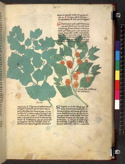 Egerton 747 Tractatus de herbis (ハーブ) c.1280-1310 (ベラムにインクとカラー) 作： School Italian