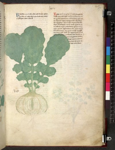 Egerton 747 Tractatus de herbis (ハーブ) c.1280-1310 (ベラムにインクとカラー) 作： School Italian