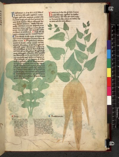 Egerton 747 Tractatus de herbis (ハーブ) c.1280-1310 (ベラムにインクとカラー) 作： School Italian