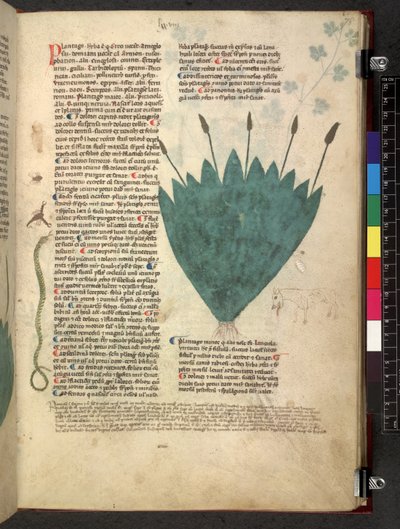 Egerton 747 Tractatus de herbis (ハーブ) c.1280-1310 (ベラムにインクとカラー) 作： School Italian