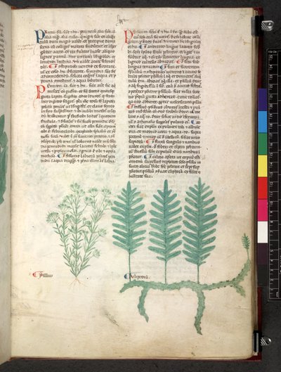 Egerton 747 Tractatus de herbis (ハーブ) c.1280-1310 (ベラムにインクとカラー) 作： School Italian