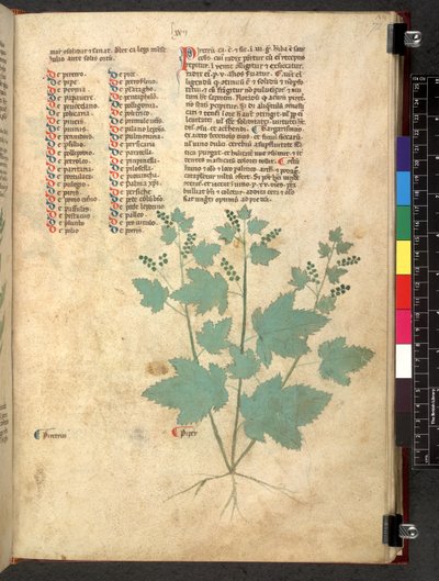Egerton 747 Tractatus de herbis (ハーブ) c.1280-1310 (ベラムにインクとカラー) 作： School Italian