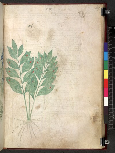 Egerton 747 Tractatus de herbis (ハーブ) c.1280-1310 (ベラムにインクとカラー) 作： School Italian