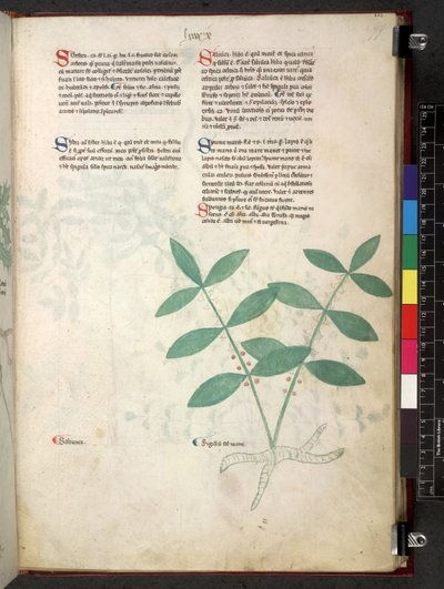 Egerton 747 Tractatus de herbis (ハーブ) c.1280-1310 (ベラムにインクとカラー) 作： School Italian