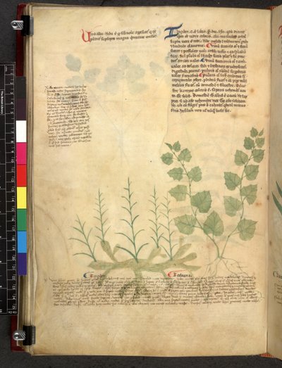 Egerton 747 Tractatus de herbis (ハーブ) c.1280-1310 (ベラムにインクとカラー) 作： School Italian