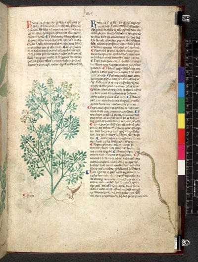 Egerton 747 Tractatus de herbis (ハーブ) c.1280-1310 (ベラムにインクとカラー) 作： School Italian