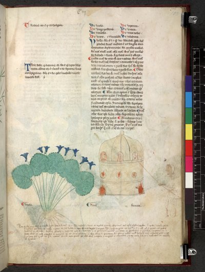 Egerton 747 Tractatus de herbis (ハーブ) c.1280-1310 (ベラムにインクとカラー) 作： School Italian