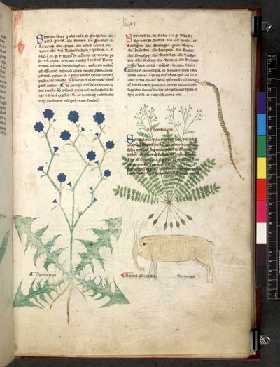 Egerton 747 Tractatus de herbis (ハーブ) c.1280-1310 (ベラムにインクとカラー) 作： School Italian
