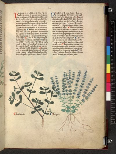 Egerton 747 Tractatus de herbis (ハーブ) c.1280-1310 (ベラムにインクとカラー) 作： School Italian