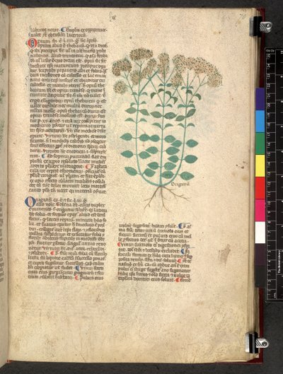 Egerton 747 Tractatus de herbis (ハーブ) c.1280-1310 (ベラムにインクとカラー) 作： School Italian