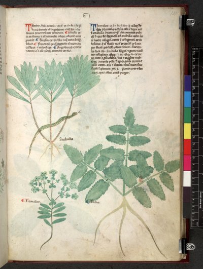 Egerton 747 Tractatus de herbis (ハーブ) c.1280-1310 (ベラムにインクとカラー) 作： School Italian