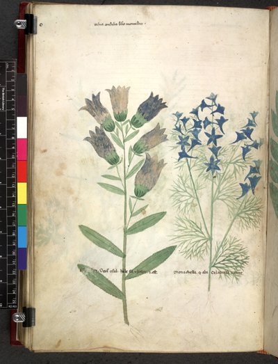 Egerton 747 Tractatus de herbis (ハーブ) c.1280-1310 (ベラムにインクとカラー) 作： School Italian
