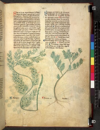 Egerton 747 Tractatus de herbis (ハーブ) c.1280-1310 (ベラムにインクとカラー) 作： School Italian