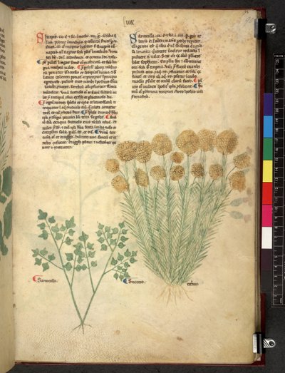 Egerton 747 Tractatus de herbis (ハーブ) c.1280-1310 (ベラムにインクとカラー) 作： School Italian