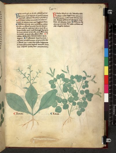 Egerton 747 Tractatus de herbis (ハーブ) c.1280-1310 (ベラムにインクとカラー) 作： School Italian