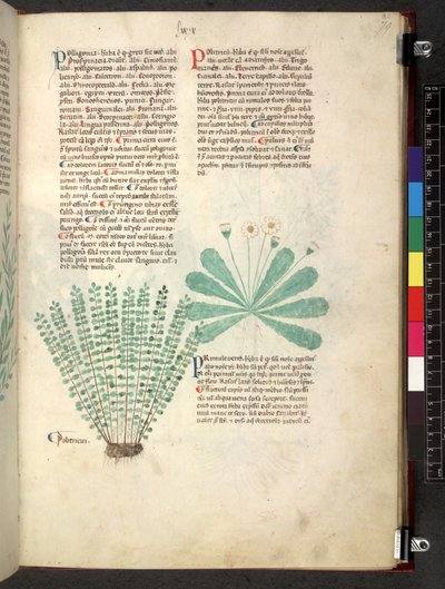 Egerton 747 Tractatus de herbis (ハーブ) c.1280-1310 (ベラムにインクとカラー) 作： School Italian