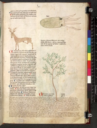 Egerton 747 Tractatus de herbis (ハーブ) c.1280-1310 (ベラムにインクとカラー) 作： School Italian
