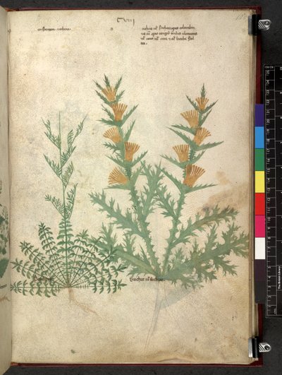 Egerton 747 Tractatus de herbis (ハーブ) c.1280-1310 (ベラムにインクとカラー) 作： School Italian