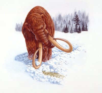 雪の中で餌を探すマンモス（鮮新世／更新世）（カラーリトグラフ 作： School Italian