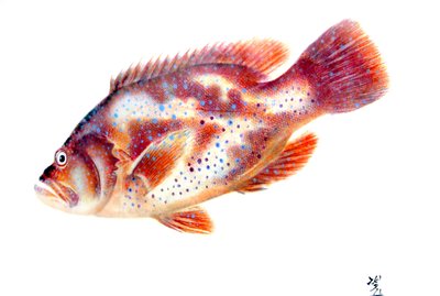 魚拓 作： Japanese School
