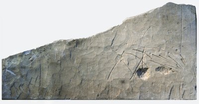 イスラエル、ジュデアン山脈の麓、ベスロヤから出土したヘブライ語の埋葬碑文、紀元前6世紀（石 作： School Levantine
