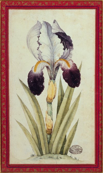 旗菖蒲の習作（紙に水彩） 作： School Qajar