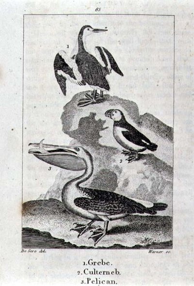 鳰、カルテルネブ、ペリカン（『A History of the Earth and Animated Nature』1816年ロンドンより）（銅板画 作： School Spanish