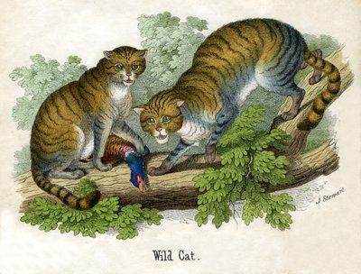 2匹のヤマネコのアンティーク・プリント 作： Scottish School
