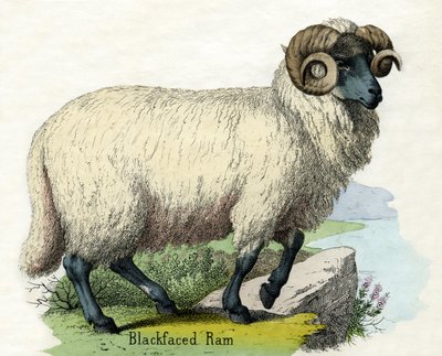 ノーフォーク・ホーン・ラムのアンティーク・プリント 作： Scottish School