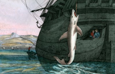 海で捕獲されたホホジロザメ 作： Scottish School